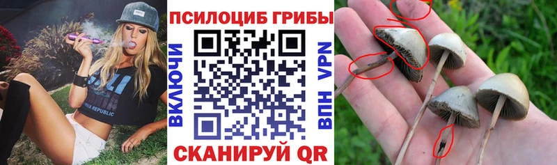 KRAKEN зеркало  Лагань  Галлюциногенные грибы GOLDEN TEACHER 